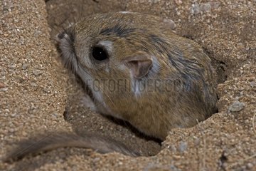KÃ¤nguru -Ratte am Eingang von Burrow Arizona