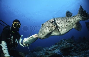 Diver feeding a Starry toadfish Phuket Thailand