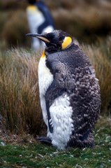King penguins in the course of moult Falkland