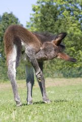 Grey Ass's foal licking itself under a leg France