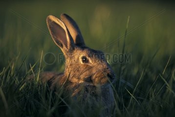 Portrait of European Rabbit lying in the grass France