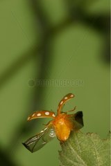 Orange ladybird flying away Nature Reserve Moeraske Belgium