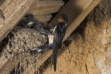 Barn swallow nourishing its small France
