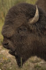 Bison male in rut Wyoming USA