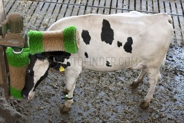 Cow rubbing his head with an automatic brush
