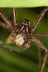 Pisaura Spider male bearing a gift for the female France