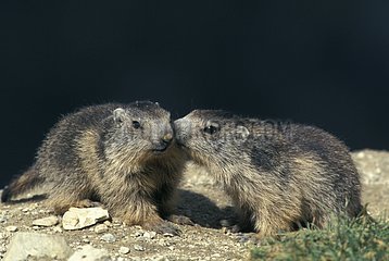 Two young Marmots playing face-to-face Vanoise France