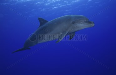 Bottlenose Dolphin swimming Tuamotu French Polynesia