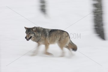 Common gray wolf running in the snow in winter Finland