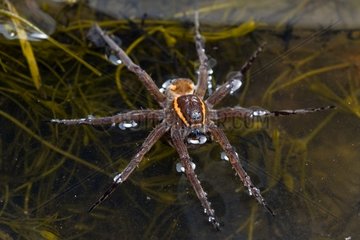 Raft spider floating on water Marais de Lavours France