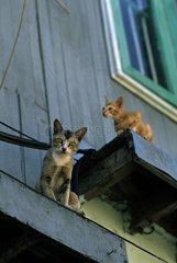 Cats perched vertically Burma
