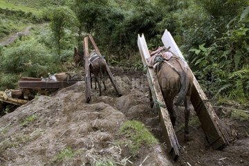 Horses and Mules carrying planks of wood Ecuador