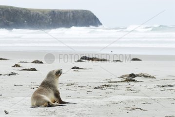 Female Hooker's sealion on a sand beach New Zealand
