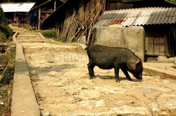 Zwergschwein  das frei zwischen den Wohnungen Vietnam wandert