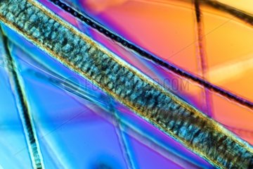 Detail of hair of red fox in polarized light