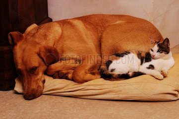 Chatte de maison et chien couchés ensemble sur un coussin