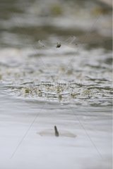 Black-tailed Skimmer flight above the pond France