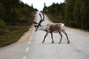 Reindeer domesticates on road Lake Inari area Finland