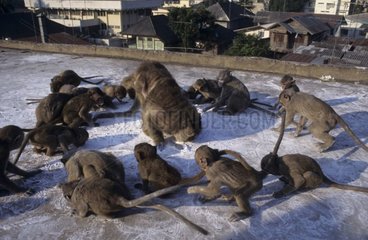 Mâle dominant de Macaques crabiers et jeunes Thaïlande