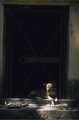 Hund liegt auf der Schwelle einer Burma -Tür