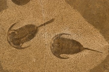 Trilobit fossile Yakutia Russland
