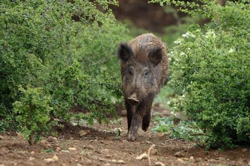 Wildschwein  das in Bush Franche-Frankreich spazieren geht