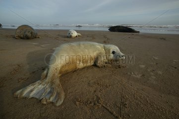 Grauer Robbewelpen am Strand in Schottland