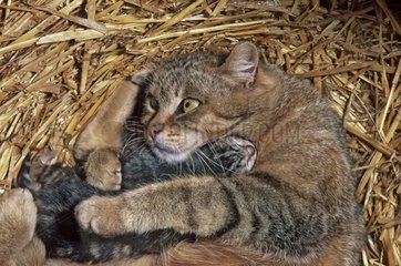 Katze und sein Kätzchen legten sich in den Stroh Frankreich [at] nieder