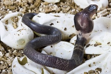 Cobra birth in captivity France