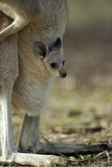 Young Eastern Grey Kangaroo in its mother pouch