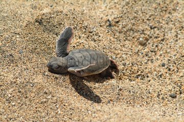Emergence of a young turtle on the beach of Moya Mayotte