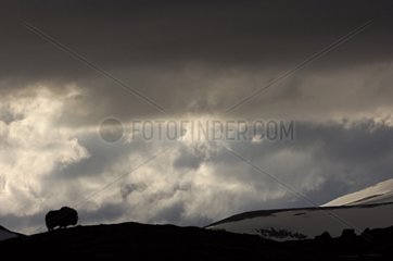 Silhouette of muskox in mountain Dovrefjell Norway