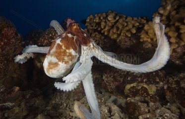 Big Blue Octopus on reef Tuamotu French Polynesia