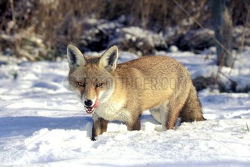 Roter Fuchs im Schnee lecken die Lippen Baie de Seine