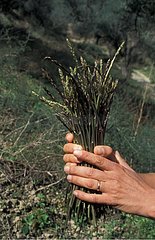 Collect wild Asparagus growths in an olive grove