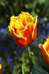 Tulipe frangée 'Davenport'