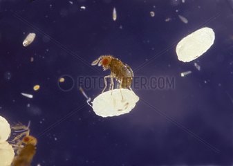 Trichogramme laying in an egg of Moth