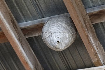 Nest ball hanging under a roof Canada