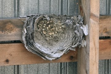 Remains of a wasps' nest under a roof spherical Canada