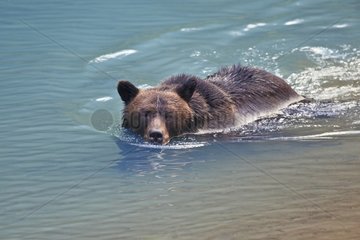 Grizzly swimming in a small glacial lake blue in Alaska