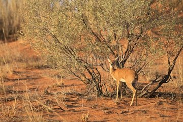 Steenbok in the dunes of the Kalahari Desert in RSA