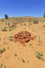 Earth moved by a mole-rat in the Kalahari Desertin RSA