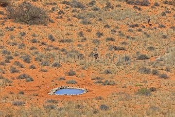 Gemsbok approaching a artificial waterhole in the desert RSA