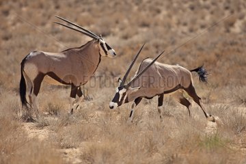 Confrontation between two Oryx in the Kalahari Desert RSA