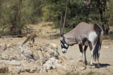 Oryx chasing away a jackal of a water Kalahari Gemsbok NP