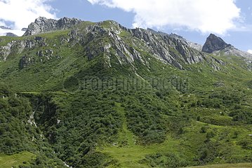 Different vegetation stages in the Alps
