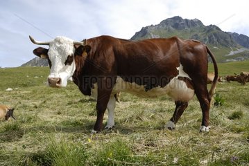 Abondance cow in a mountain pasture in Vanoise NP