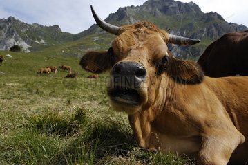 Tarentaise cow in a mountain pasture in Vanoise NP