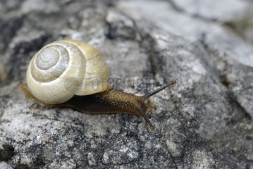 Snail in the Vanoise National Park