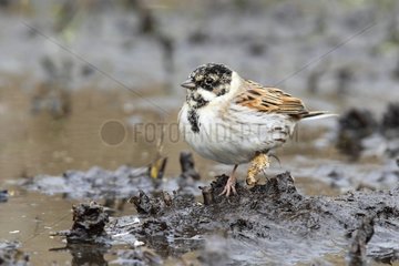 Male Reed bunting with a deseased foot in winter GB